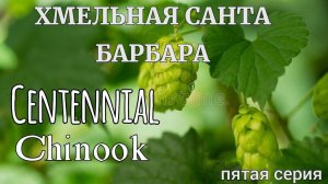 Хмельная Санта Барбара!5-я серия!Centennial  и Chinook.