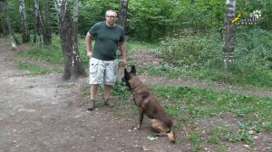 Дрессировка собак, внимание и преданность, желание работать