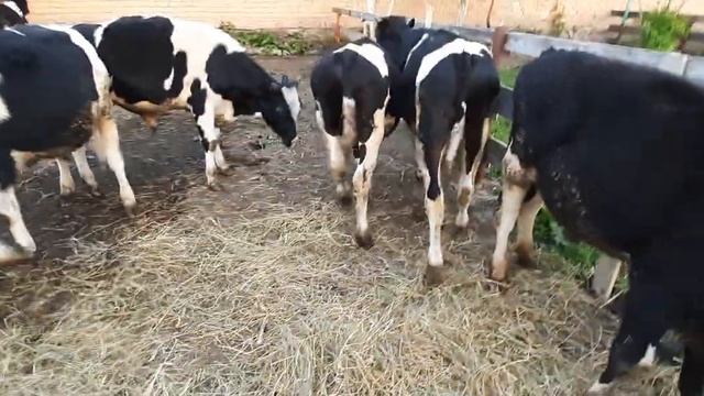 продажа бычков от 6 месяцев .холмогорской породы 89021269981.вацап вайбер смотреть онлайн