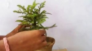 How to Grow  Araucaria as Bonsai - MammalBonsai