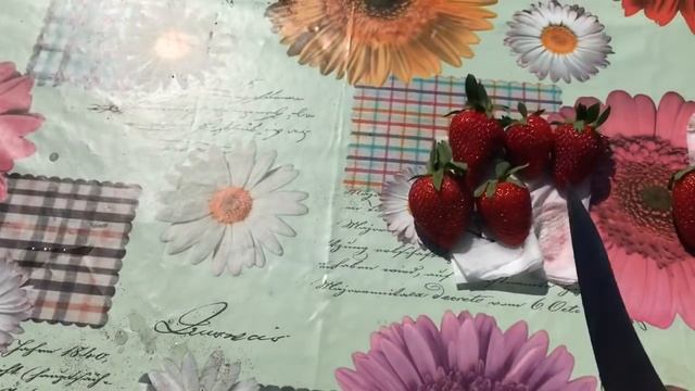 Кабрилло, АРомас, Санандреас, Альбион, Монтерей. Какая Ягода вкусней? смотреть онлайн