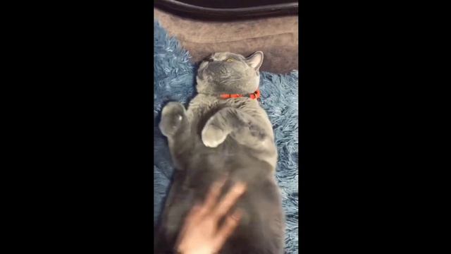 Котики #24 Милые домашние котики + приколы  #кошки #коты #коты озвучка #подборка #смешные  коты