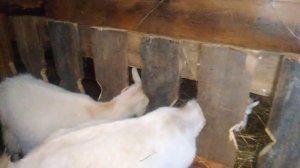 Бюджетная кормушка для коз, из которой не вытаскивают сено под ноги.