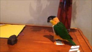 Забавный попугай Каик. Caique parrot