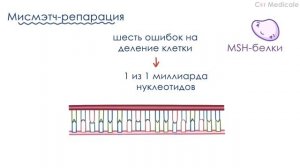 Повреждение и репарация ДНК