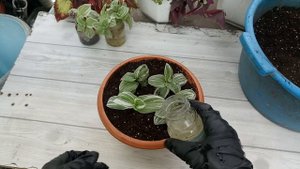 Традесканция белоцветковая «Albovittata». Посадка черенков для формирования пышного куста