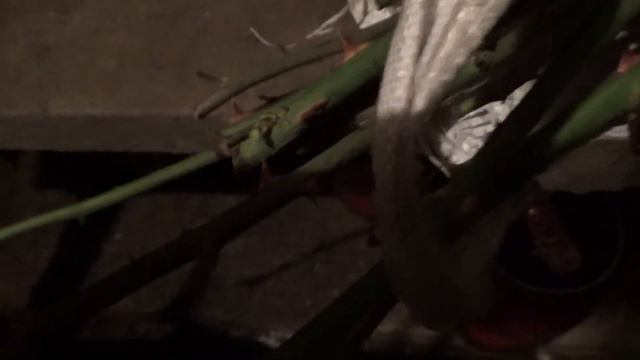 Обзор растений в подвале на 31 .01. 18 г смотреть онлайн