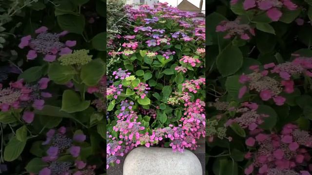 #france #normandy #beautiful #garden #hydrangeaflower #hortensia #hydrangea #гортензия #macrophylla