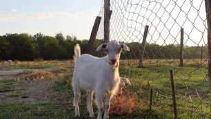 Утренний выпас коз - жизнь домашних животных
