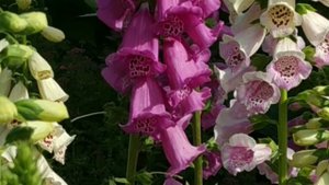 НАПЕРСТЯНКА (Лекарственные травы)