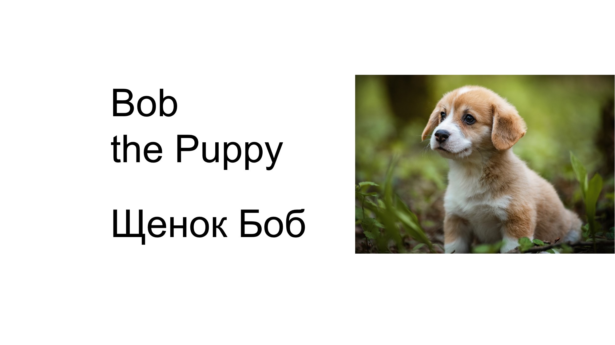 Детский рассказ Как кошка научила собаку лаять Английский и Russian язык Bob the Puppy Щенок Боб