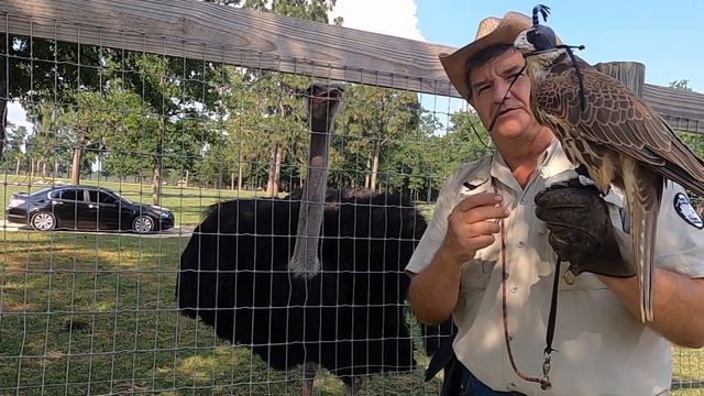 The world's largest bird, and the fastest bird in the world. World's fastest animal! смотреть онлайн