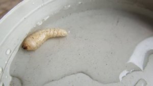 Дача. Личинка точильщика и раствор антижук. Эксперимент. Выживет ли паршивец.02.08.2019.