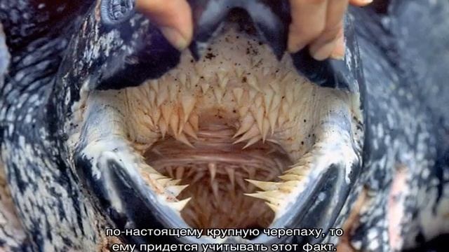 Панцирь черепахи — строение и физиология животного