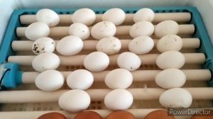 КОРОВА СЛОМАЛА РОГ. КАК ВЫБРАТЬ УТЯТ И ПЕРОЩИПАЛЬНУЮ МАШИНУ.