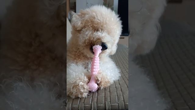 Poodle  habit to bite #animals #short #anime #petlover #pets