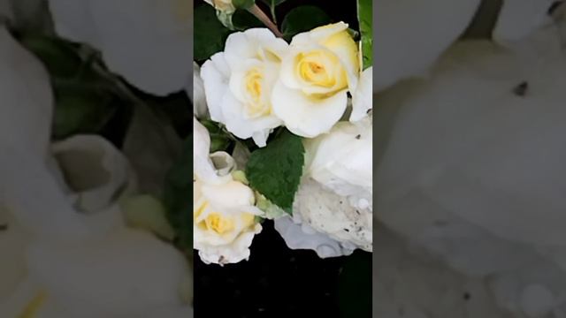 Я подарю Вам розы