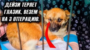 Дейзи ТЕРЯЕТ глаз Срочно на операцию. Перс и Хаски чуть не убили друг друга. Хася разносит дом.