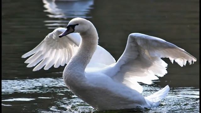 Красивые Лебеди смотреть онлайн