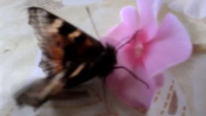 Бабочка пьёт нектар