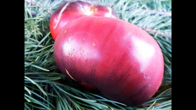 Самый лучший томат в мире 2023г.!Высокоурожайный,сладкий и вкусный томат АМЕТИСТОВАЯ ДРАГОЦЕННОСТЬ! смотреть онлайн