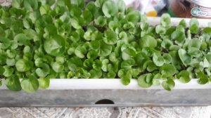 Дихондра и её невероятные способности