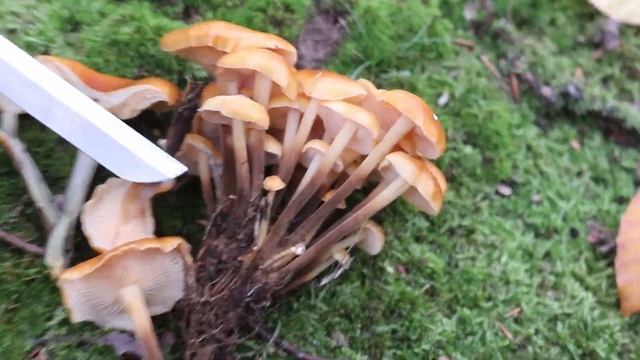 Verwechslungsmöglichkeiten Hallimasch || PILZBERATUNG Part#8 смотреть онлайн