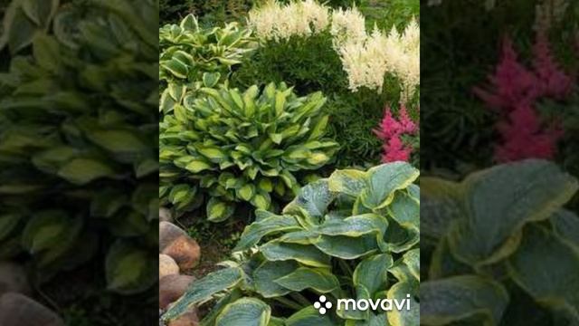 Хосты в ландшафтном дизайне смотреть онлайн