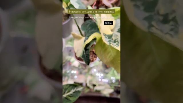 Сингониум Яичница #ароидные смотреть онлайн