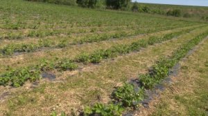 Выращивание ягод – дело хлопотное, но прибыльное: в Мамадыше растет число ягодников-предпринимателе