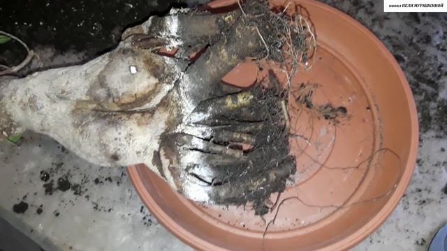 СПАСАЕМ  ФИКУС Маклейн Фикус Гинсенг Микрокарпа Бонсай. Исправляем ошибки предыдущих хозяев.