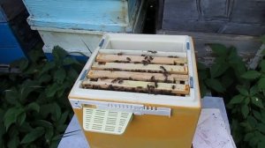 нуклеус для облета маток от фирмы BienenHaus на высоту рамки 230 мм - часть 7 - матка сеет 4 дня.mp4
