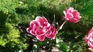 СИСТЕМА УХОДА ЗА ТЮЛЬПАНАМИ ПОСЛЕ ЦВЕТЕНИЯ