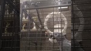 Август краснохвостый жако