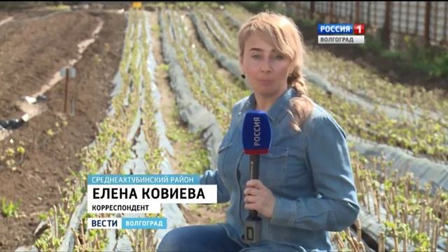 В Среднеахтубинском районе развивают виноградарство
