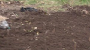 САЖАЕМ ГОРОХ РАФИНАД