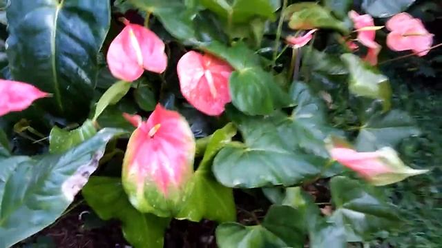 Anturium da amiga, lindos... смотреть онлайн