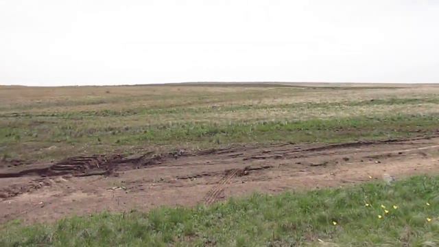 Дикие тюльпаны на Синей горе (Озинский район)