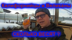 Мои Кролики!! КАЛИФОРНИЙЦЫ И ВЕЛИКАНЫ  Сколько они весят !!!