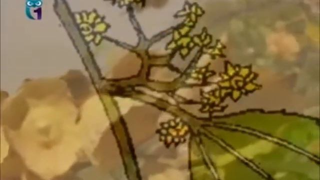 Держи-дерево смотреть онлайн