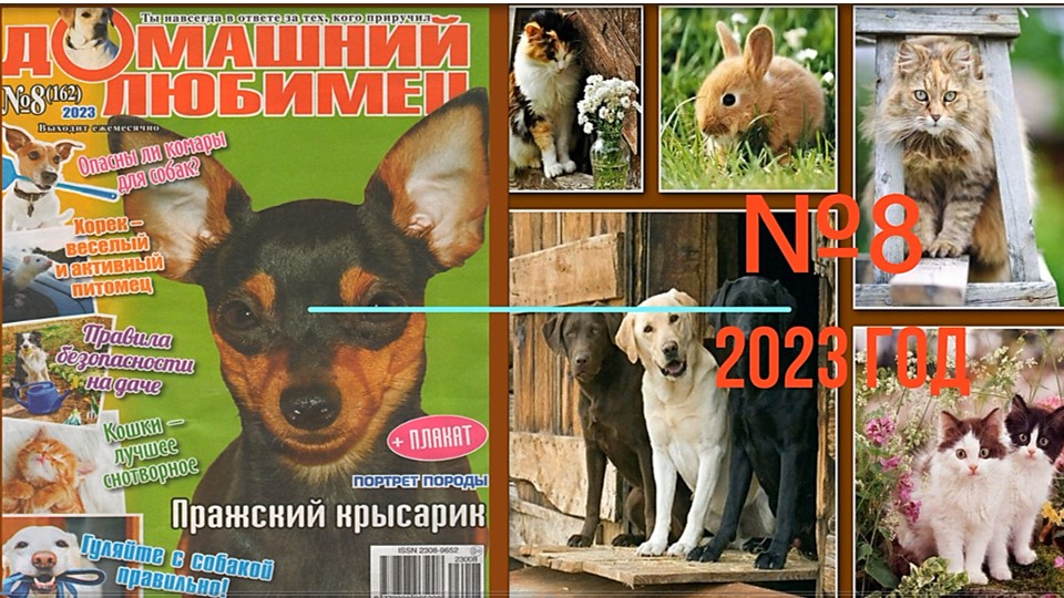 Домашний любимец. Видеообзор журнала