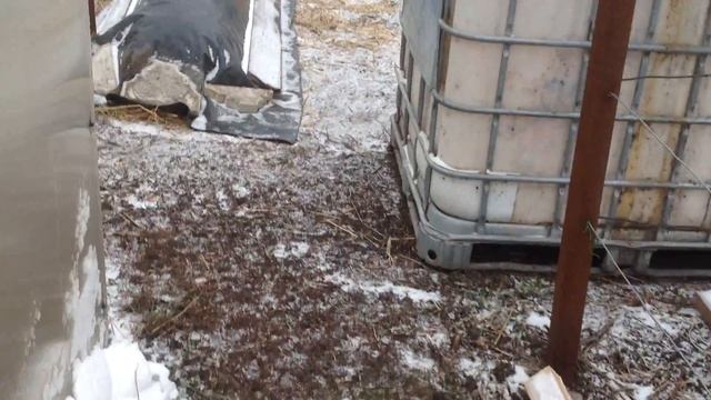 виноградник в теплице 1декабря 2017 продолжение