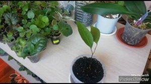 ВЫРАЩИВАНИЕ ЛИЧИ из косточки в ДОМАШНИХ УСЛОВИЯХ./ Первый результат!!!