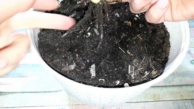 Перестаньте покупать ИМБИРЬ! Как вырастить ЕГО ПРЯМО У СЕБЯ ДОМА!