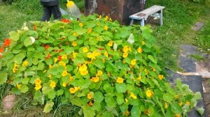 Садовая лейка на 7 литров