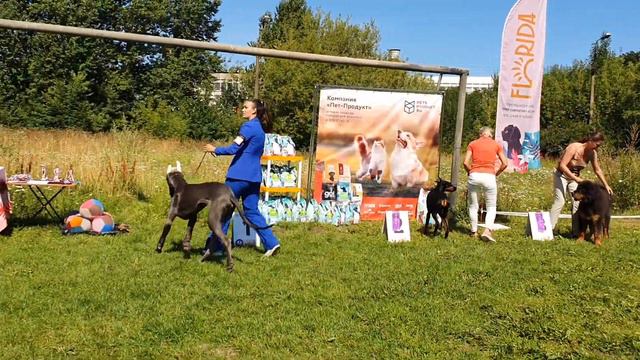30.07.2023, СПб. Клуб "КЕНТАВР-2". Выставка собак САС 2 группы FCI смотреть онлайн