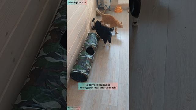 игрушки для кошек