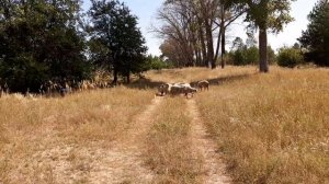 Работа бордер колли на выпасе овец. Нашли и пригнали часть стада к остальным овцам