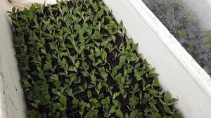 Размножение Хризантемы В Августе И Сентябре.