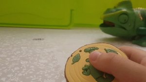 испытания  для хамелеона